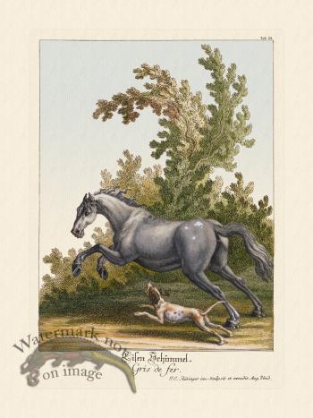 Ridingers Horses 24